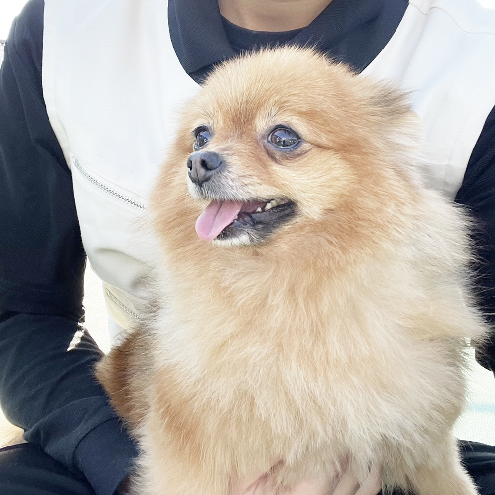 生徒が撮影したモデル犬写真②